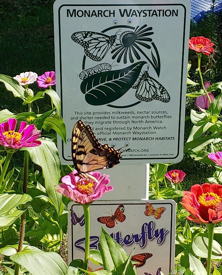 Monarch Waystation sign with butterfly on zinnia