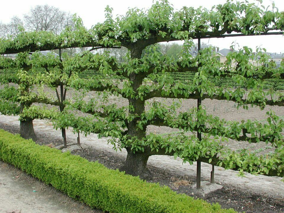 Mature espalier fruit trees trained horizontally